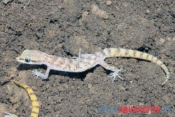 Nördlicher Sandgecko, Tropiocolotes Tripolitanus -Bestes Reptilien Geschäft Noerdlicher Sandgecko Tropiocolotes tripolitanus 2