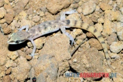Nördlicher Sandgecko, Tropiocolotes Tripolitanus -Bestes Reptilien Geschäft Noerdlicher Sandgecko Tropiocolotes tripolitanus 3