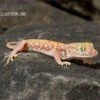 Nordafrikanischer Dünnfingergecko, Stenodactylus Petrii