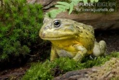 Afrikanischer Ochsenfrosch, Pyxicephalus Adspersus -Bestes Reptilien Geschäft Ochsenfrosch Pyxicephalus adspersus 3