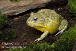 Afrikanischer Ochsenfrosch, Pyxicephalus Adspersus -Bestes Reptilien Geschäft Ochsenfrosch Pyxicephalus adspersus 4