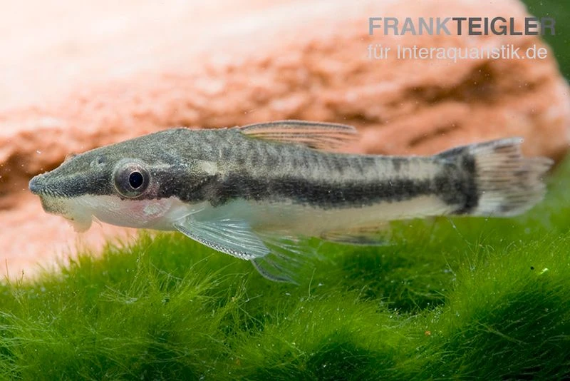 Bundle: 6x Ohrgitterharnischwels, Otocinclus Affinis (6 Stück) 1 Bundle: 6x Ohrgitterharnischwels, Otocinclus Affinis (6 Stück)