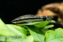 Bundle: 6x Ohrgitterharnischwels, Otocinclus Affinis (6 Stück) 5 Bundle: 6x Ohrgitterharnischwels, Otocinclus Affinis (6 Stück) -Bestes Reptilien Geschäft Ohrgitterharnischwels Otocinclus affinis 3