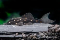 Orange Spot Pleco, LDA31, Panaqolus Albomaculatus