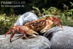 Orangenkrabbe, Sundathelphusa Sp. "orange" -Bestes Reptilien Geschäft Orangenkrabbe Sundathelphusa sp orange 2