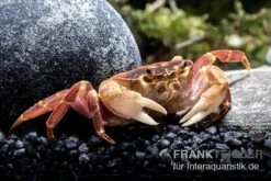 Orangenkrabbe, Sundathelphusa Sp. "orange" -Bestes Reptilien Geschäft Orangenkrabbe Sundathelphusa sp orange 3