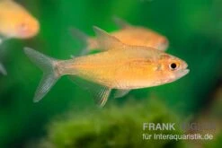 Orangensalmler, Hyphessobrycon Cf. Pulchripinnis BOLIVIA ORANGE, 5er Gruppe 7 Orangensalmler, Hyphessobrycon Cf. Pulchripinnis BOLIVIA ORANGE, 5er Gruppe -Bestes Reptilien Geschäft Orangensalmler Hyphessobrycon cf pulchripinnis BOLIVIA ORANGE 1