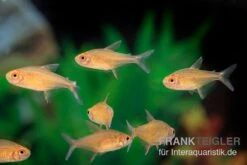 Orangensalmler, Hyphessobrycon Cf. Pulchripinnis BOLIVIA ORANGE, 5er Gruppe 8 Orangensalmler, Hyphessobrycon Cf. Pulchripinnis BOLIVIA ORANGE, 5er Gruppe -Bestes Reptilien Geschäft Orangensalmler Hyphessobrycon cf pulchripinnis BOLIVIA ORANGE 2