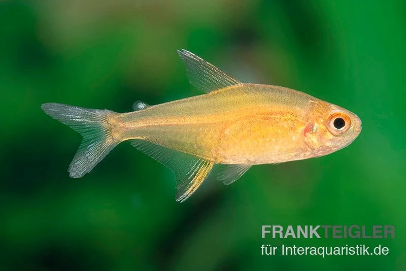 Orangensalmler, Hyphessobrycon Cf. Pulchripinnis BOLIVIA ORANGE, 5er Gruppe 5 Orangensalmler, Hyphessobrycon Cf. Pulchripinnis BOLIVIA ORANGE, 5er Gruppe – Bild 5