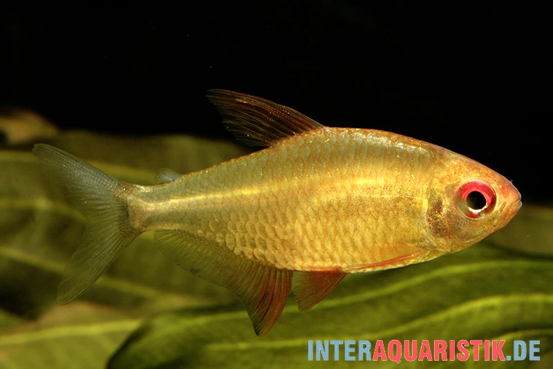 Orangensalmler, Hyphessobrycon Cf. Pulchripinnis BOLIVIA ORANGE, 5er Gruppe 2 Orangensalmler, Hyphessobrycon Cf. Pulchripinnis BOLIVIA ORANGE, 5er Gruppe – Bild 2