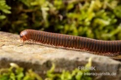 Orangener Piphun-Tausendfüßer, Spirobolus Sp. “Orange Piphun” -Bestes Reptilien Geschäft Oranger Piphun Tausendfuesser Spirobolus sp Orange Piphun 3