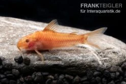 Bestes Reptilien Geschäft -Bestes Reptilien Geschäft Oranger Schmerlenpanzerwels Aspidoras sp C125 orange 2