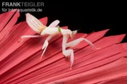 Orchideenmantis, Hymenopus Coronatus -Bestes Reptilien Geschäft Orchideenmantis Hymenopus coronatus 2