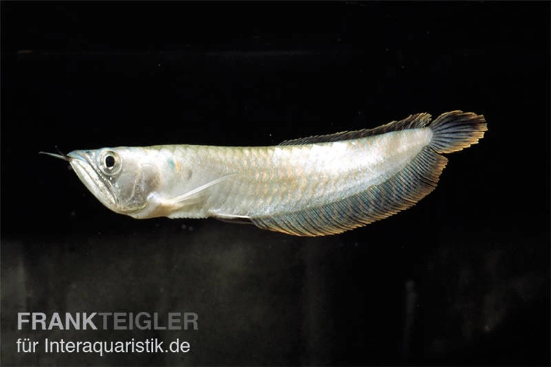 Arowana, Osteoglossum Bicirrhosum 2 Arowana, Osteoglossum Bicirrhosum – Bild 2