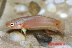 Pallifina-Kampffisch, Betta Pallifina, Paarweise -Bestes Reptilien Geschäft Pallifina Kampffisch Betta pallifina 3