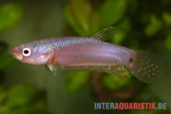 Pallifina-Kampffisch, Betta Pallifina, Paarweise -Bestes Reptilien Geschäft Pallifina Kampffisch Betta pallifina 4