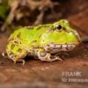 Pazifischer Hornfrosch, Ceratophrys Stolzmanni