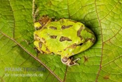 Pazifischer Hornfrosch, Ceratophrys Stolzmanni -Bestes Reptilien Geschäft Pazifischer Hornfrosch Ceratophrys stolzmanni 3
