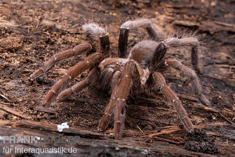 Kenia-Riesenvogelspinne, Pelinobius Muticus XL 2 Kenia-Riesenvogelspinne, Pelinobius Muticus XL – Bild 2