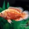 Pfauenaugenbuntbarsch "Albino Red Nemo", Astronotus Ocellatus