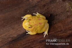 Pikachu-Pacman-Frog, Ceratophrys Cranwelli Pikachu -Bestes Reptilien Geschäft Pikachu Pacman Frog Ceratophrys cranwelli Pikachu 03