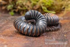 Pink Gestreifter Tausendfüßer, Odontostreptus Sjoestedti