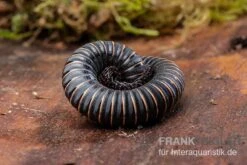 Pink Gestreifter Tausendfüßer, Odontostreptus Sjoestedti -Bestes Reptilien Geschäft Pink gestreifter Tausendfuesser Odontostreptus sjoestedti 3