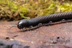 Pink Gestreifter Tausendfüßer, Odontostreptus Sjoestedti -Bestes Reptilien Geschäft Pink gestreifter Tausendfuesser Odontostreptus sjoestedti 4