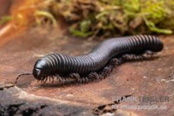 Pink Gestreifter Tausendfüßer, Odontostreptus Sjoestedti -Bestes Reptilien Geschäft Pink gestreifter Tausendfuesser Odontostreptus sjoestedti 5