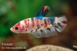 Plakat Kampffisch Koi, Männchen, Betta Splendens -Bestes Reptilien Geschäft Plakat Kampffisch Koi Betta Plakat Koi Maennchen 3
