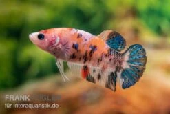 Plakat Kampffisch Koi, Männchen, Betta Splendens -Bestes Reptilien Geschäft Plakat Kampffisch Koi Betta Plakat Koi Weibchen 2