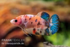 Plakat Kampffisch Koi, Männchen, Betta Splendens -Bestes Reptilien Geschäft Plakat Kampffisch Koi Betta Plakat Koi Weibchen 3