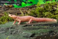 Spanischer Albino-Rippenmolch, Pleurodeles Waltl Albino -Bestes Reptilien Geschäft Pleurodeles waltl albino