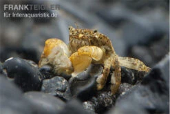 Pompomkrabbe, Ptychognathus Barbatus (Hongkong-Krabbe) -Bestes Reptilien Geschäft Pompom krabbe