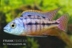 Protomelas Taeniolatus "Boadzulu"