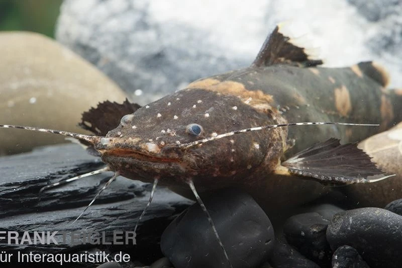 Frosch-Fettwels, Pseudopimelodus Raninus Raninus 2 Frosch-Fettwels, Pseudopimelodus Raninus Raninus – Bild 2