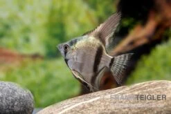 Avatar Zebra-Skalar, Pterophyllum Scalare -Bestes Reptilien Geschäft Pterophyllum scalare AVATAR ZEBRA 1