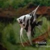 Skalar Platinum Marmor, Pterophyllum Scalare, 4-5 Cm, DNZ