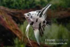 Skalar Platinum Marmor, Pterophyllum Scalare, 4-5 Cm, DNZ 5 Skalar Platinum Marmor, Pterophyllum Scalare, 4-5 Cm, DNZ -Bestes Reptilien Geschäft Pterophyllum scalare Platinum Marble 7