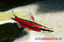 Purpur-Zwergziersalmler, Nannostomus Rubrocaudatus