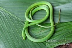 Raue Grasnatter, Opheodrys Aestivus 7 Raue Grasnatter, Opheodrys Aestivus -Bestes Reptilien Geschäft Raue Grasnatter Opheodrys aestivus 3