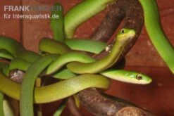 Raue Grasnatter, Opheodrys Aestivus 9 Raue Grasnatter, Opheodrys Aestivus -Bestes Reptilien Geschäft Raue Grasnatter Opheodrys aestivus 5