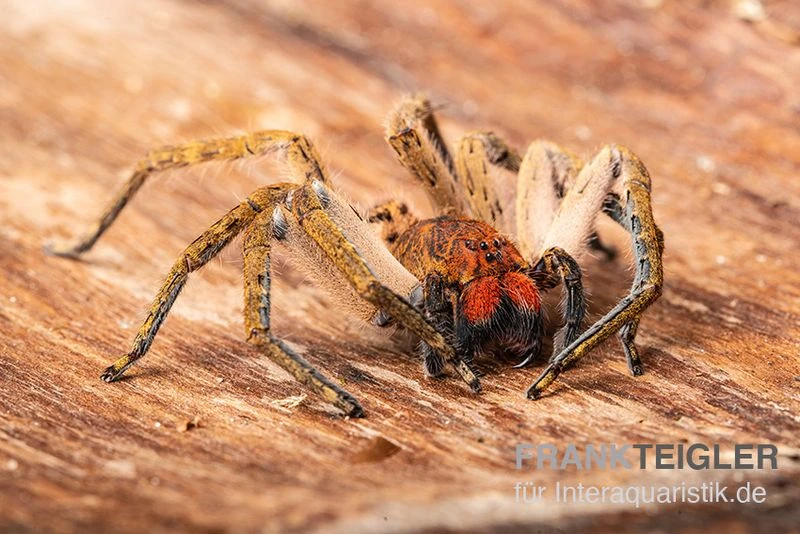 Red Fang Spider, Piloctenus Haematostoma 2 Red Fang Spider, Piloctenus Haematostoma – Bild 2