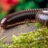 Red Legged Millipede, Spirostreptus Sp. Red Legged Nigeria