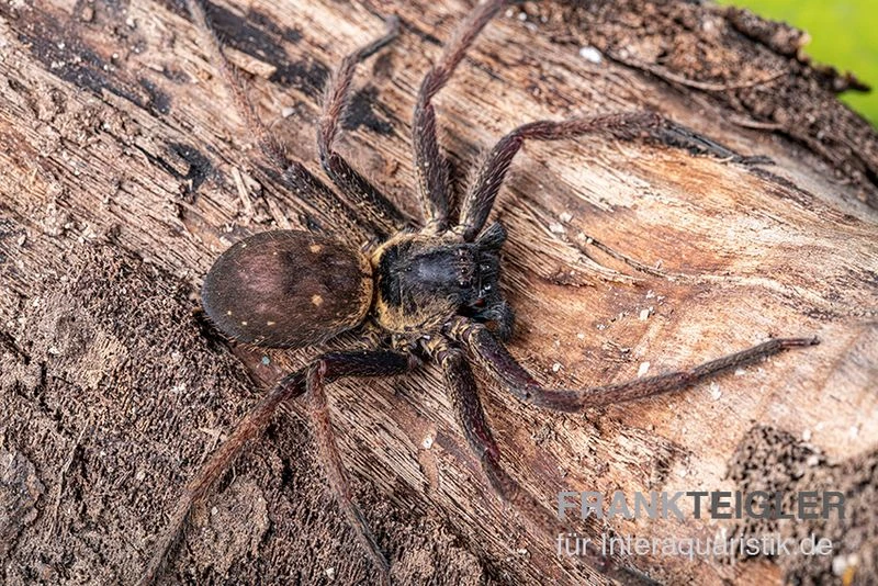 Riesenkrabbenspinne, Heteropoda Sp. Indonesien 01 2 Riesenkrabbenspinne, Heteropoda Sp. Indonesien 01 – Bild 2