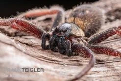 Riesenkrabbenspinne, Heteropoda Sp. Indonesien 01 6 Riesenkrabbenspinne, Heteropoda Sp. Indonesien 01 -Bestes Reptilien Geschäft Riesenkrabbenspinne Heteropoda sp Indonesien 03