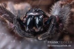 Riesenkrabbenspinne, Heteropoda Sp. Indonesien 01 7 Riesenkrabbenspinne, Heteropoda Sp. Indonesien 01 -Bestes Reptilien Geschäft Riesenkrabbenspinne Heteropoda sp Indonesien 04