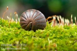 Bestseller -Bestes Reptilien Geschäft Riesenkugler Castanotherium sp Indonesien 1 2