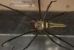 Riesenradnetzspinne, Nephila Maculata -Bestes Reptilien Geschäft Riesenradnetzspinne Nephila maculata