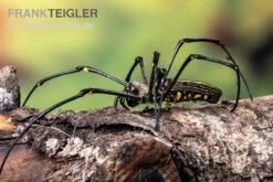 Riesenradnetzspinne, Nephila Maculata -Bestes Reptilien Geschäft Riesenradnetzspinne Nephila maculata 5